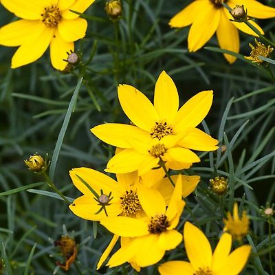 Coreopsis à feuilles en aiguilles Zagreb - Leaderplant