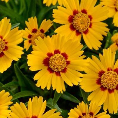 Coreopsis Solanna Bright Touch ® - Leaderplant