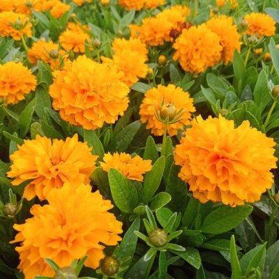 Coreopsis Solanna Golden Sphère ®  - Leaderplant