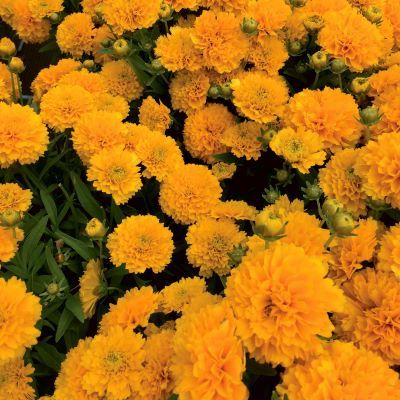 Coreopsis Solanna Golden Sphère ®  - Leaderplant