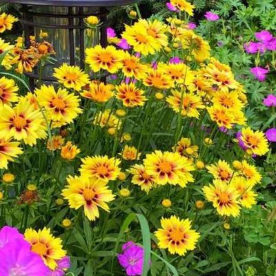 Coreopsis Solanna Sunset Burst - Leaderplant