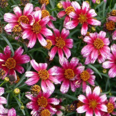 Coreopsis Sunstar Rose - Leaderplant