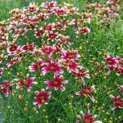 Coreopsis Sunstar Rose - Leaderplant