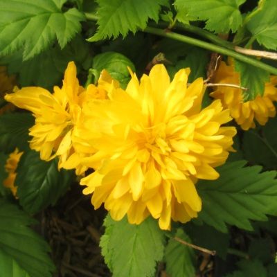 Corete du Japon Flore Pleno - Leaderplant