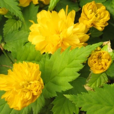 Corete du Japon Flore Pleno - Leaderplant