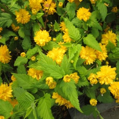 Corete du Japon Flore Pleno - Leaderplant