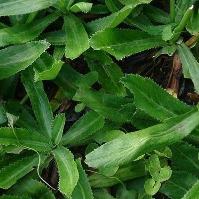 Coriandre Chinoise - Leaderplant