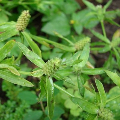 Coriandre Chinoise - Leaderplant