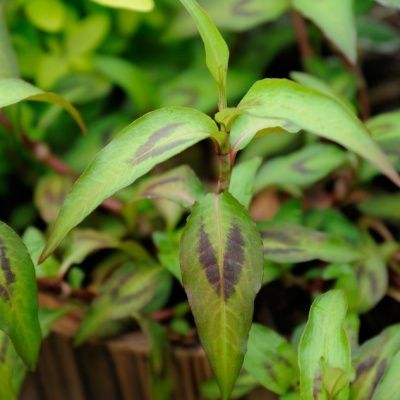 Coriandre vietnamienne  - Leaderplant