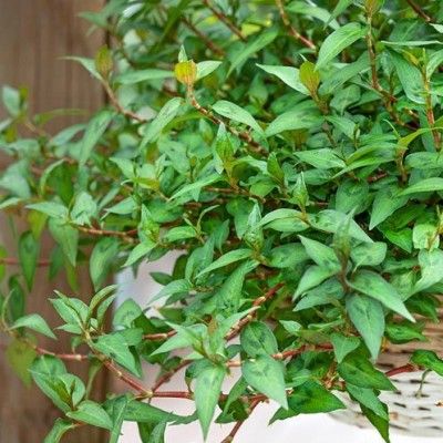 Coriandre vietnamienne  - Leaderplant