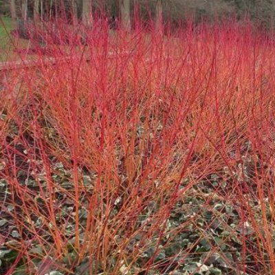 Cornouiller Sanguin / Cornouiller de Normandie /Cornouiller Femelle  - Leaderplant