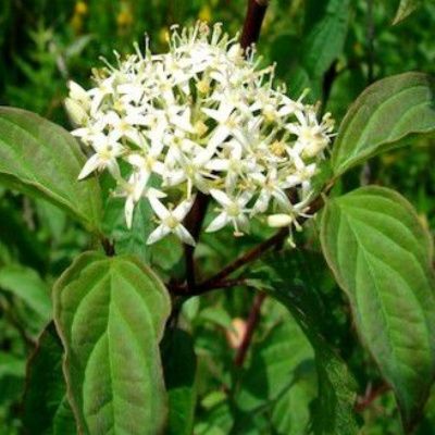 Cornouiller Sanguin / Cornouiller de Normandie /Cornouiller Femelle  - Leaderplant