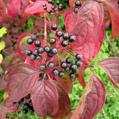 Cornouiller Sanguin / Cornouiller de Normandie /Cornouiller Femelle  - Leaderplant