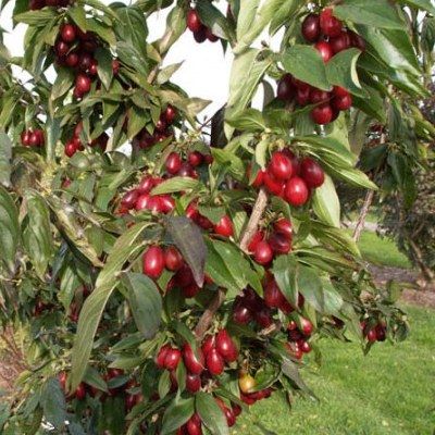 Cornus mâle à gros fruits - Leaderplant