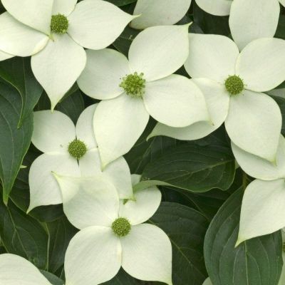 Cornus blanc du Japon China Girl - Leaderplant