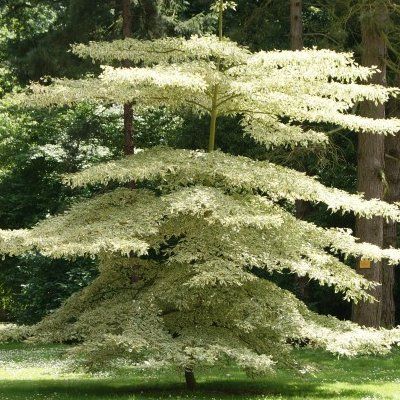 Cornus des pagodes panaché greffé - Leaderplant