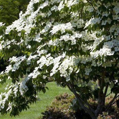 Cornus blanc du Japon - Leaderplant