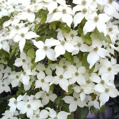 Cornus blanc du Japon - Leaderplant