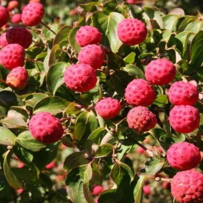 Cornus blanc du Japon - Leaderplant
