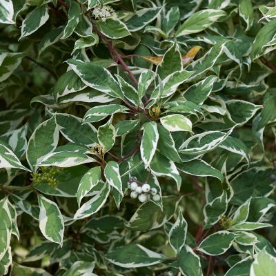 Cornouiller blanc panaché  - Leaderplant