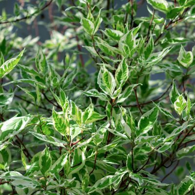 Cornouiller blanc panaché  - Leaderplant