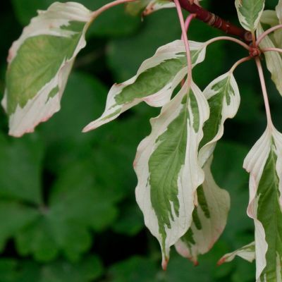 Cornouiller blanc panaché  - Leaderplant