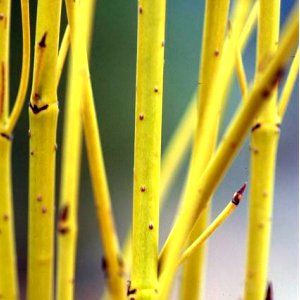 Cornus à bois jaune - Leaderplant