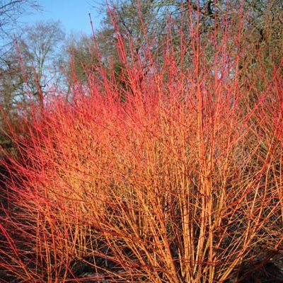 Cornus fluo - Leaderplant