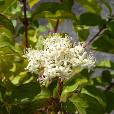 Cornus fluo - Leaderplant