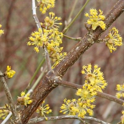 Cornus mâle Jolico - Leaderplant