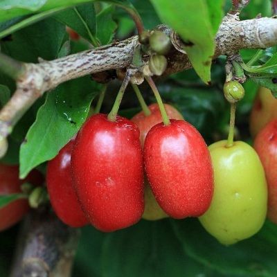 Cornus mâle Jolico - Leaderplant
