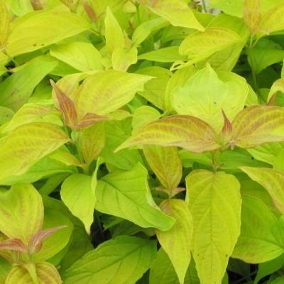 Cornus de Kelsey - Leaderplant