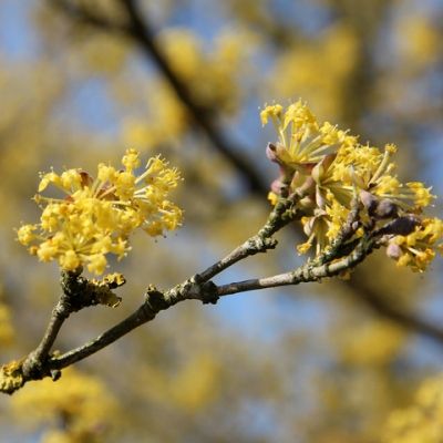 Cornus Mâle/ cornouiller mâle - Leaderplant