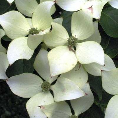 Cornus blanc du Japon 'Milky Way' - Leaderplant