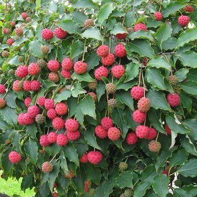 Cornus blanc du Japon 'Milky Way' - Leaderplant