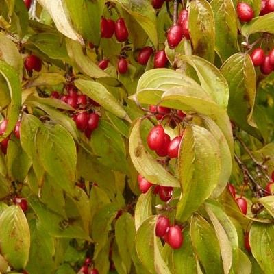 Cornus officinal - Leaderplant