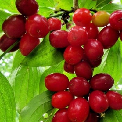 Cornus officinal - Leaderplant