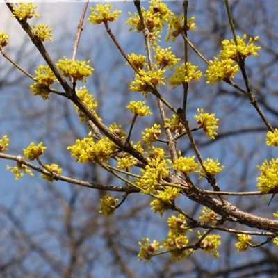 Cornus officinal - Leaderplant