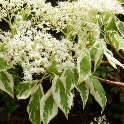 Cornus des pagodes panaché greffé - Leaderplant