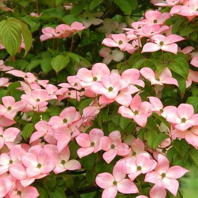 Cornus à fleurs roses Satomi - Leaderplant