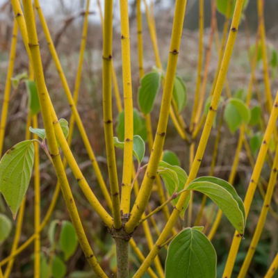 Cornus à bois jaune - Leaderplant