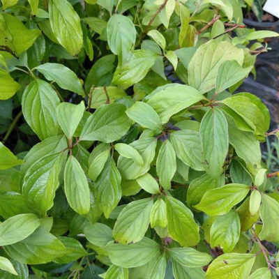 Cornus de Kelsey - Leaderplant