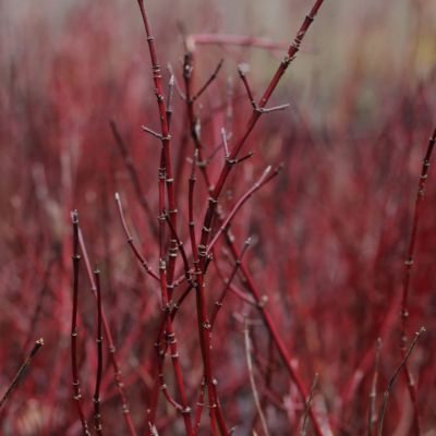 Cornus de Kelsey - Leaderplant