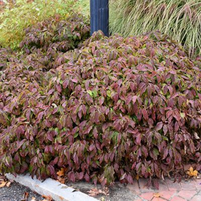 Cornus de Kelsey - Leaderplant