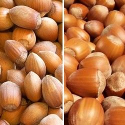 DUO Noisetiers à gros fruits - Leaderplant