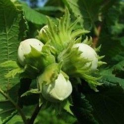 DUO Noisetiers à gros fruits - Leaderplant