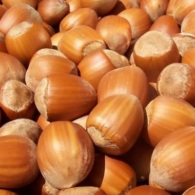 Noisetier Nottingham - Leaderplant