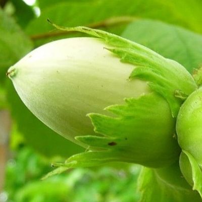 Noisetier Nottingham - Leaderplant