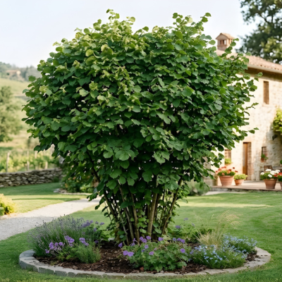Noisetier Ronde du Piémont  - Leaderplant