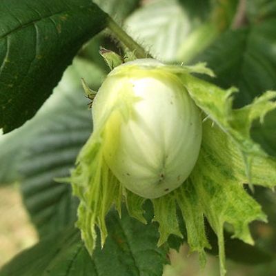 Noisetier Webb's Prize Cob - Leaderplant